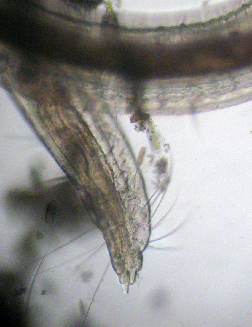 Anellidi policheti quasi microscopici